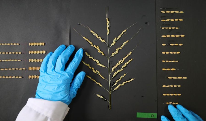 agriculture.jpg