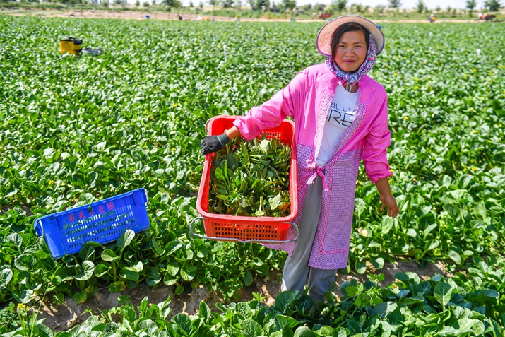 4a 一名来自贵州的工人，她上个月依靠收蔬菜获取了六千元的收入。715本.jpg