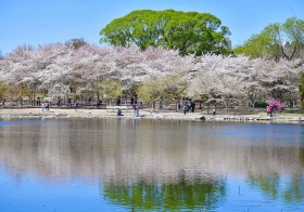2020年4月2日，北京玉渊潭公园的樱花进入最佳赏花期。_副本.jpg