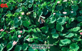 莲花青.jpg