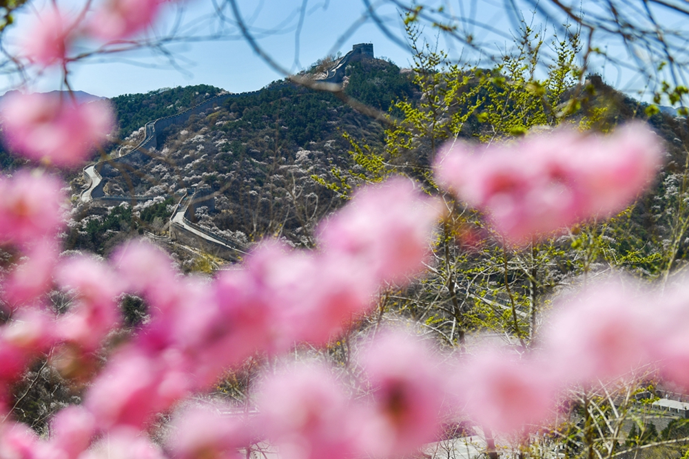 桃花丛中眺望长城美景.jpg