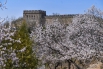 每年4月都是八达岭长城附近山杏花的花期.jpg