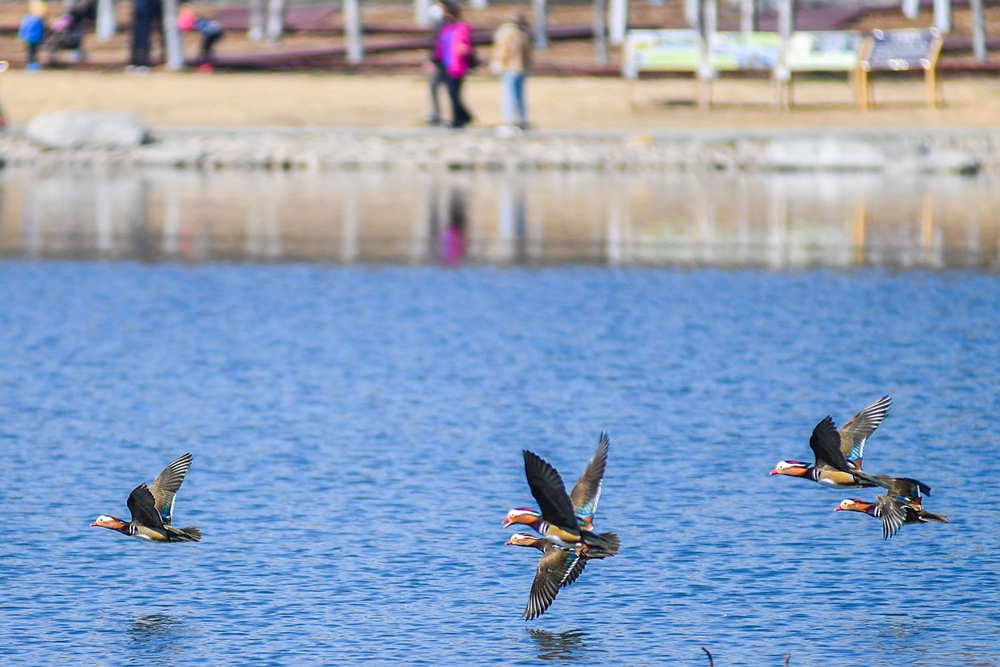 2020年3月17日，在北京玉渊潭一群鸳鸯正在湖面飞翔。_072572.jpg