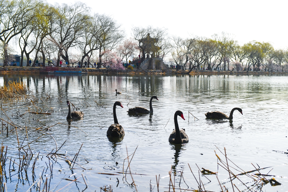 3月16日，几只黑天鹅正在颐和园湖面栖息。_090923.jpg