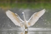 一只小白鹭（Egretta garzetta）在沙河水库浅滩_090928.jpg